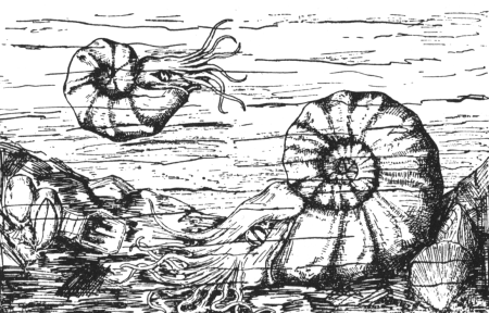 Ammoniten in der Muschelkalkzeit