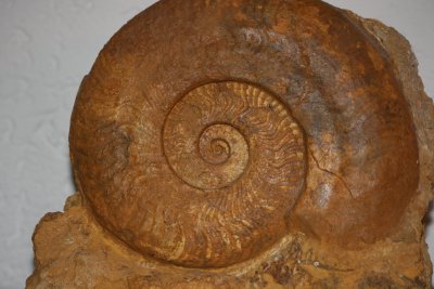 Fossiler Ammonit