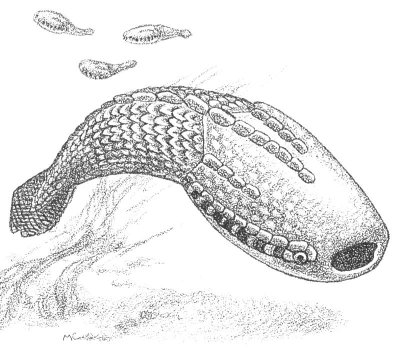 Im Ordovizium entwickelten sich die Fische