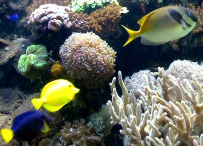 Korallenfische